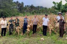 Wawalkot Bitung Dampingi Kajati Sulut Panen Jagung di Pinagunian