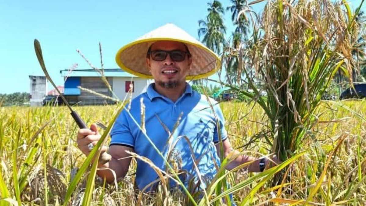 Sirajudin Lasena Panen Padi Bersama Warga di Desa Bintauna Pantai, Boltara